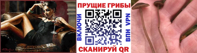 Псилоцибиновые грибы MAGIC MUSHROOMS  mega зеркало  Горячеводский 